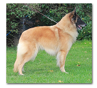 Corsini Chanel - belgian shepherd dog